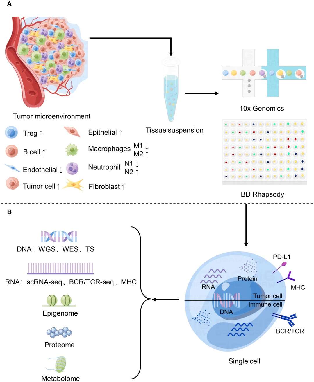 Single-cell sequencing insights into tumor microenvironment study.