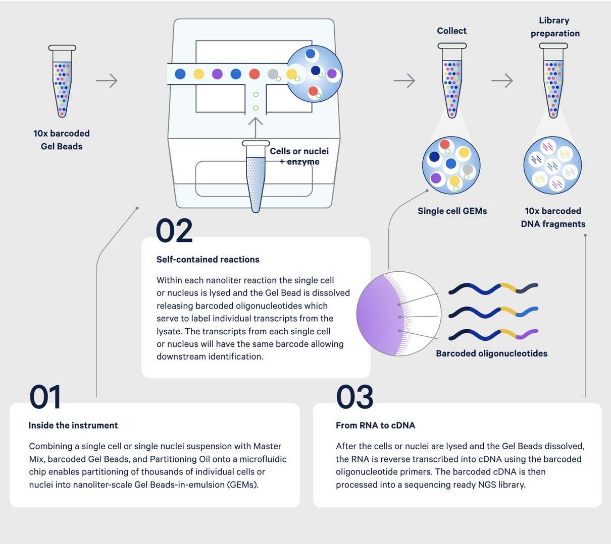 10x Genomics single-cell process from sample to sequencing.
