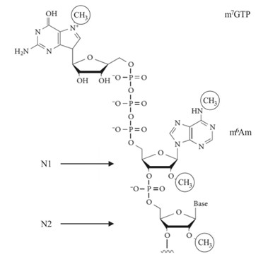 Cap structure of eukaryotic mRNA with 7-methylguanosine. (Jia, Longfei, et al., 2021)