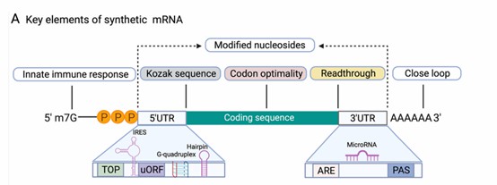 Synthetic mRNA structure highlighting key components. (Jia, Longfei, et al., 2021)