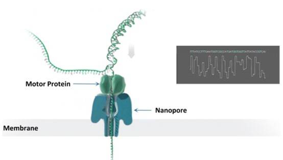 Como funciona o sequenciamento por nanoporos