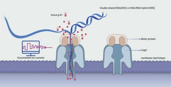 A corrente elétrica passa pelo nanoporo.