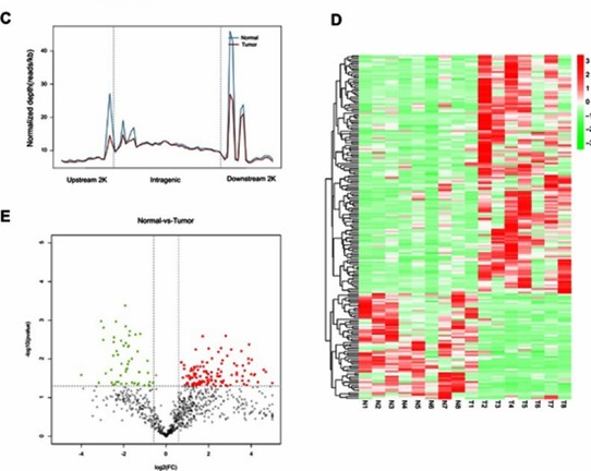 (D) Heatmap showing the differential methylation of miRNA-encoding genes. (E) Volcano plot representing the differential expression of reads between tumor and normal tissues. (Gao, X et al., OncoTargets and Therapy, 2019)