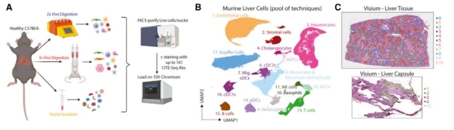 Um atlas proteogenômico do fígado murino saudável. (Guilliams et al., 2022)